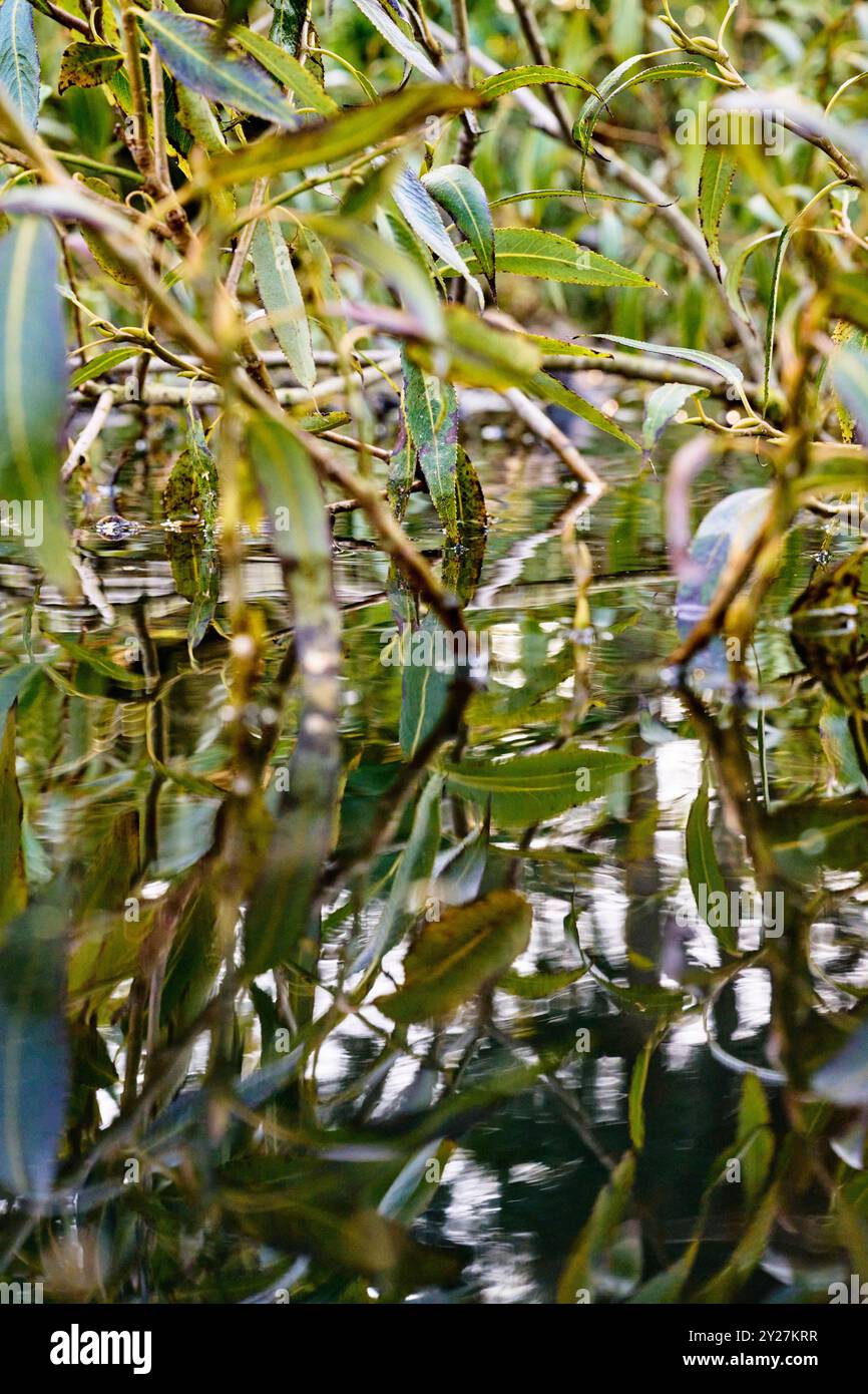 Weidenast im Wasser mit Spiegelung in der Wasseroberfläche Foto Stock