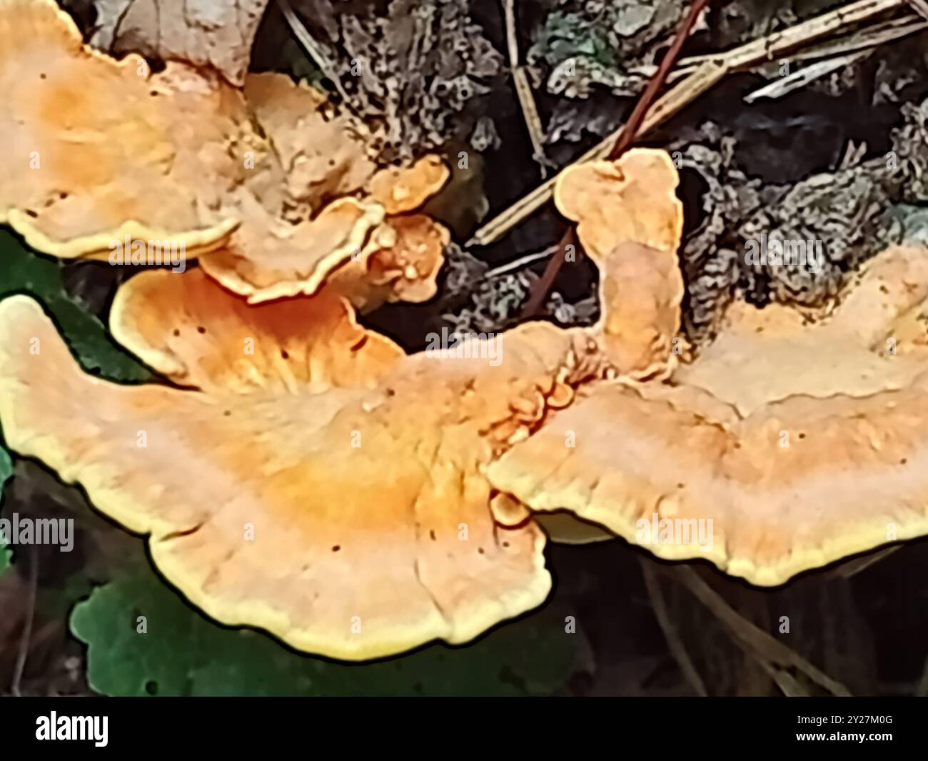 Funghi o funghi che crescono su un albero nel bosco alla fine dell'estate nel Regno Unito Foto Stock