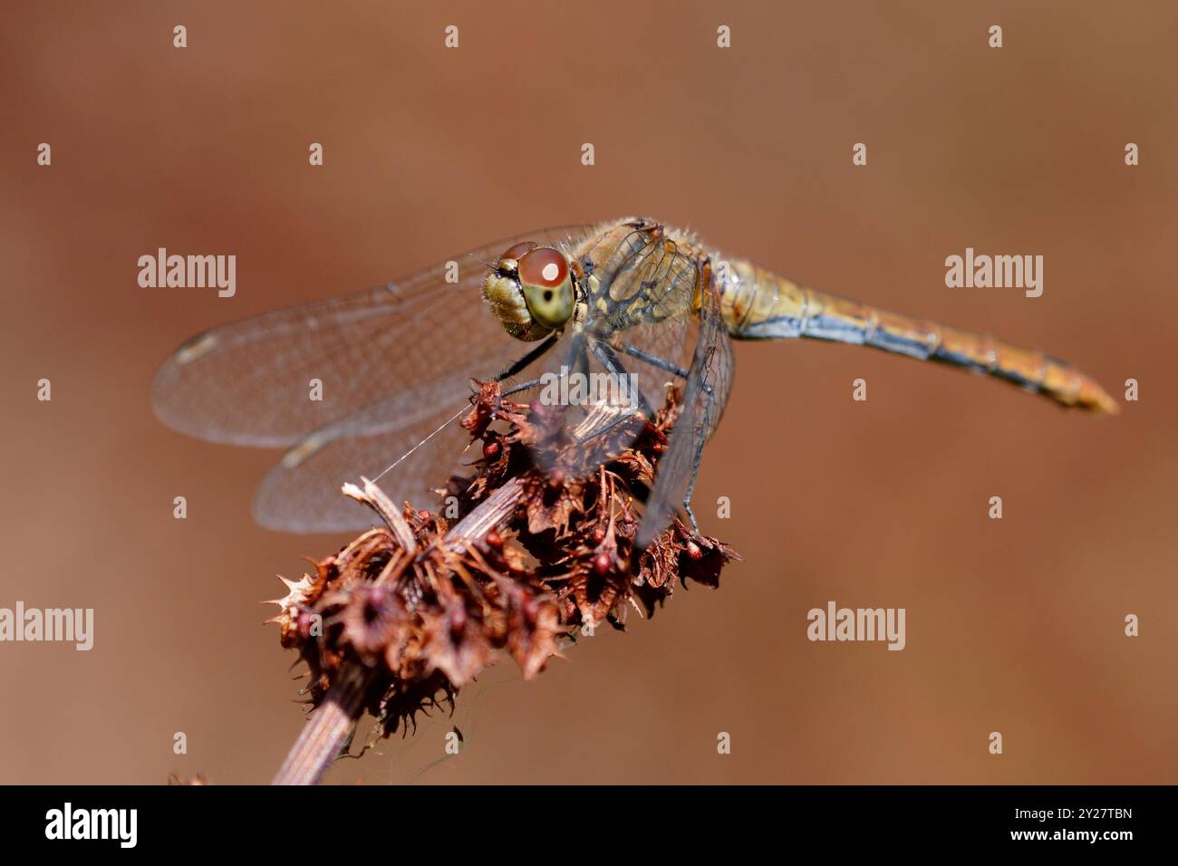 Appoggio a forma di libellula Foto Stock