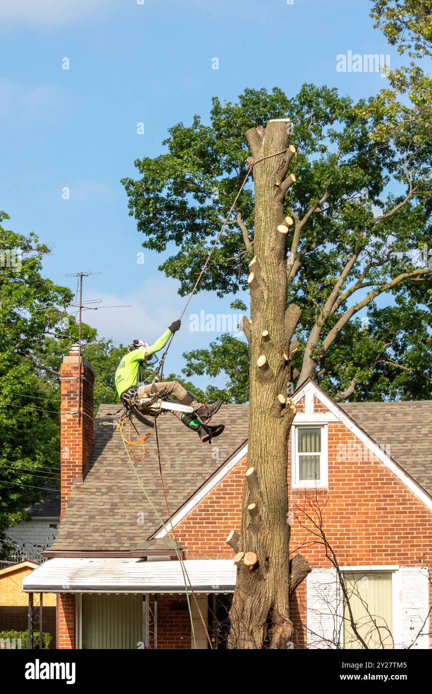 Detroit, Michigan - Un lavoratore per un servizio di rimozione di alberi, si allontana da un albero morto dopo aver tagliato i rami superiori. Foto Stock