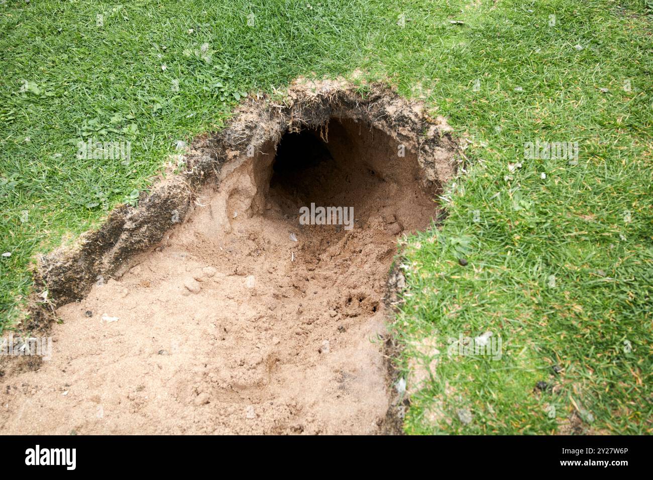 ingresso appena scavato al coniglio warren in dune sabbiose della costa settentrionale dell'irlanda del nord, regno unito Foto Stock