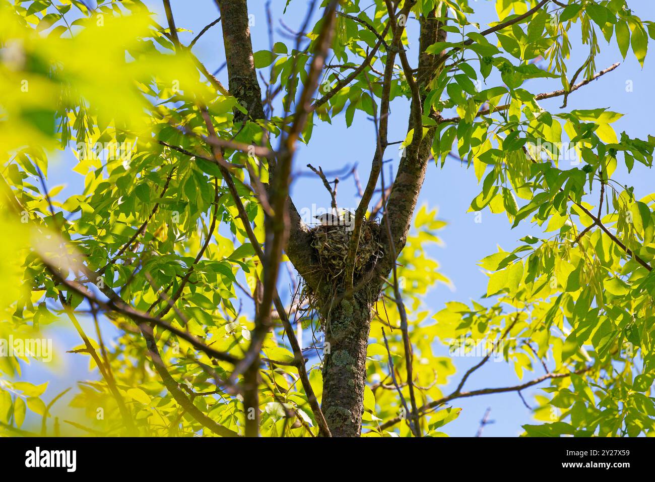 Kingbird orientale (Tyrannus tyrannus) nel nido Foto Stock