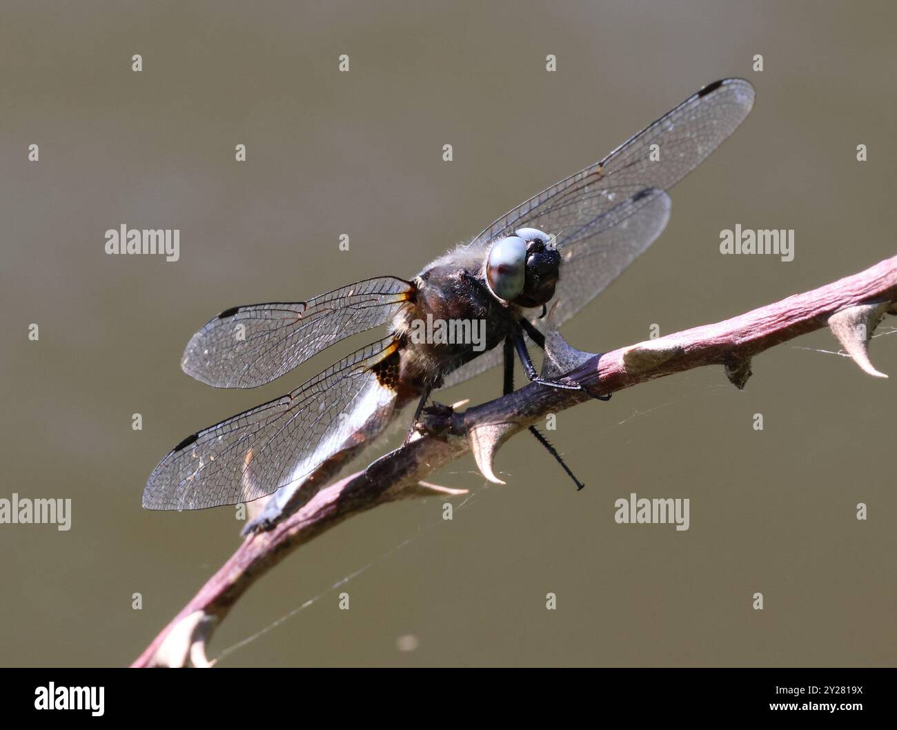 A Scarce Chaser (Libellula fulva) Dragonfly presso Combe Hill Nature Reserve Gloucestershire Regno Unito Foto Stock