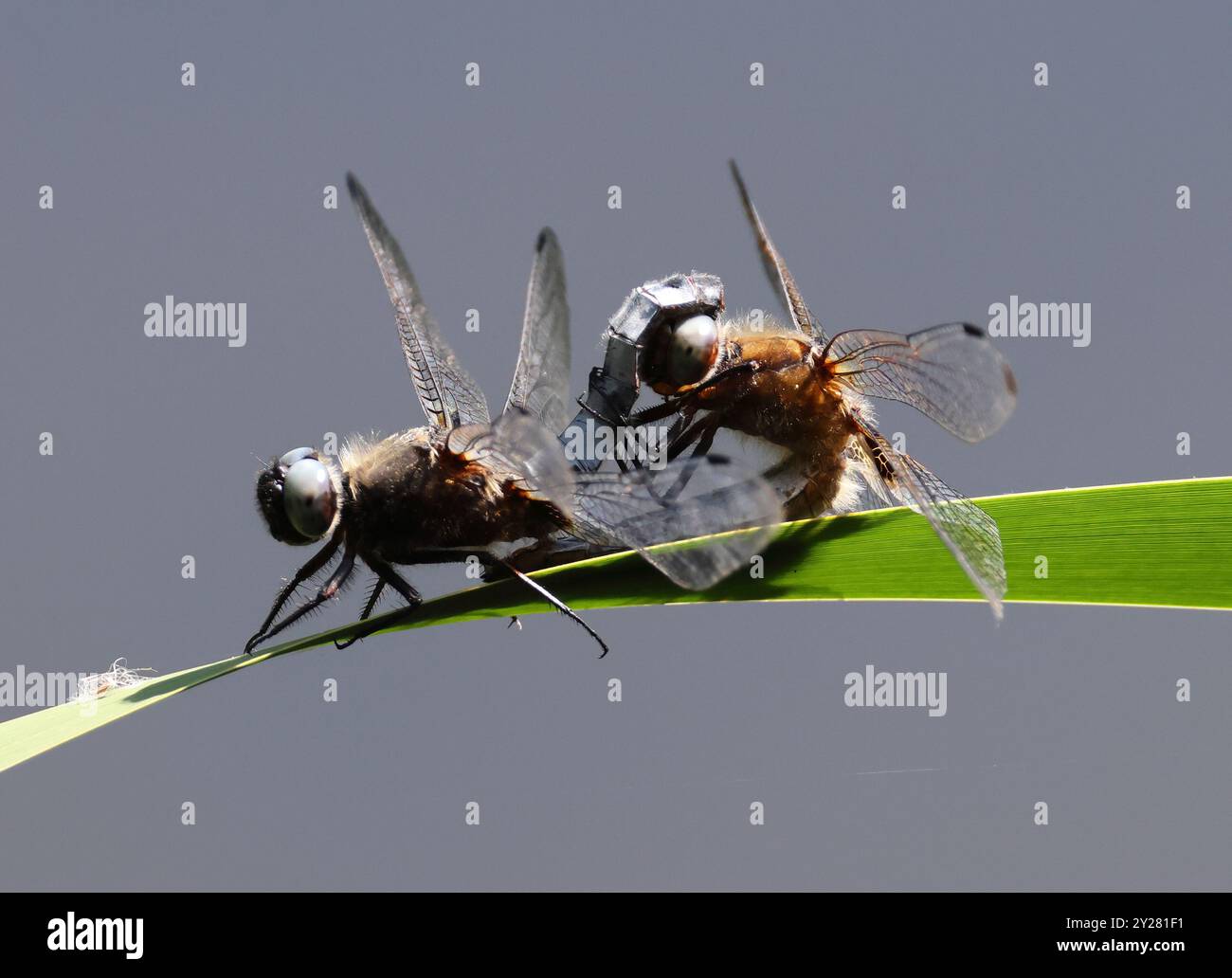 A Scarce Chaser (Libellula fulva) Dragonfly presso Combe Hill Nature Reserve Gloucestershire Regno Unito Foto Stock