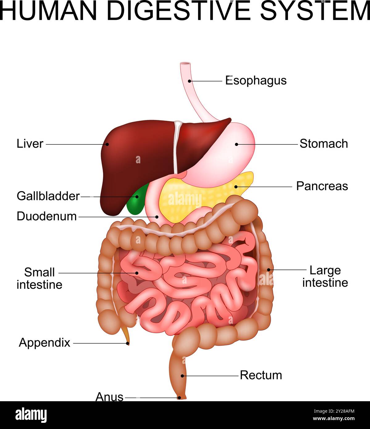 Apparato digerente. Anatomia del tratto gastrointestinale umano. Diagramma medico. Illustrazione vettoriale realistica. Poster dettagliato. Illustrazione Vettoriale