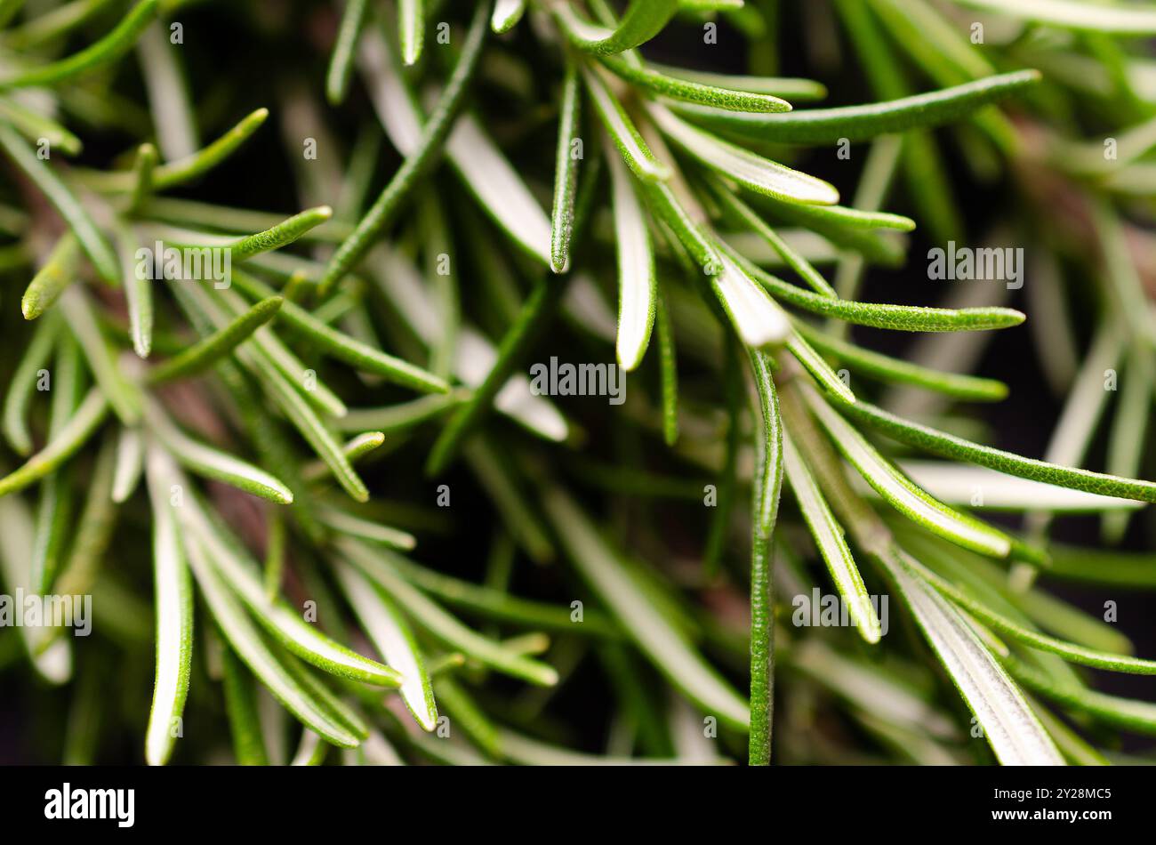 Primo piano di foglie di rosmarino fresco. Foto Stock