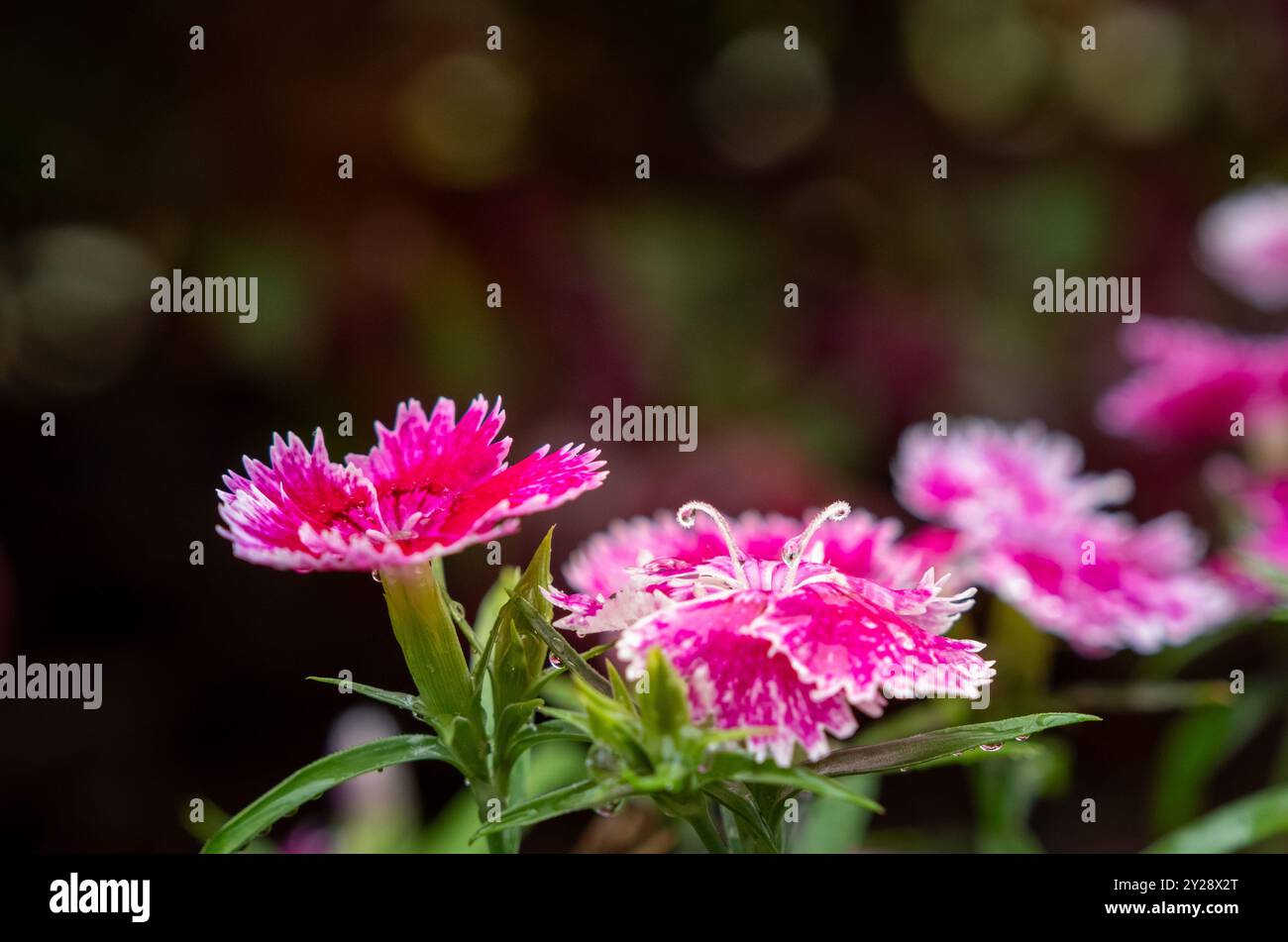 Gocce di rugiada su vividi primi piani dianthus con messa a fuoco limitata Foto Stock