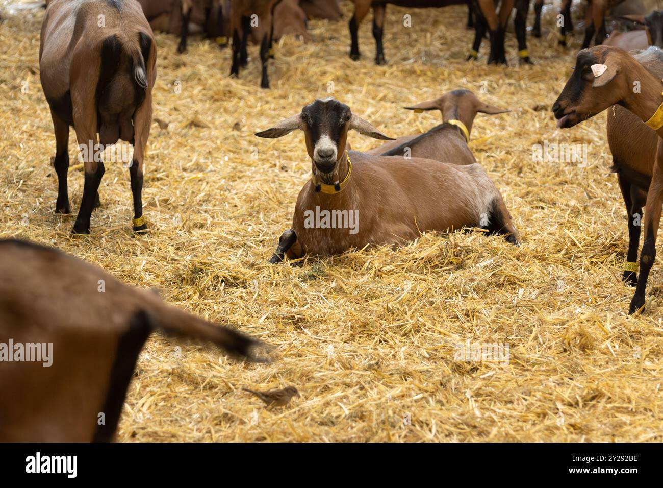 Processo di produzione del formaggio nell'allevamento caprino, Rocamadour formaggio caprino morbido AOC con crosta tenera prodotto nell'azienda agricola di Perigord e Quercy, lotto dipartimento, Francia, fa Foto Stock