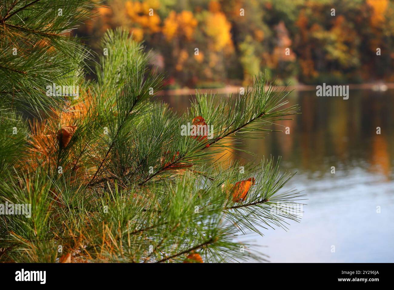 Rami di pino con foglie e acqua di stagno e fogliame autunnale sullo sfondo Foto Stock