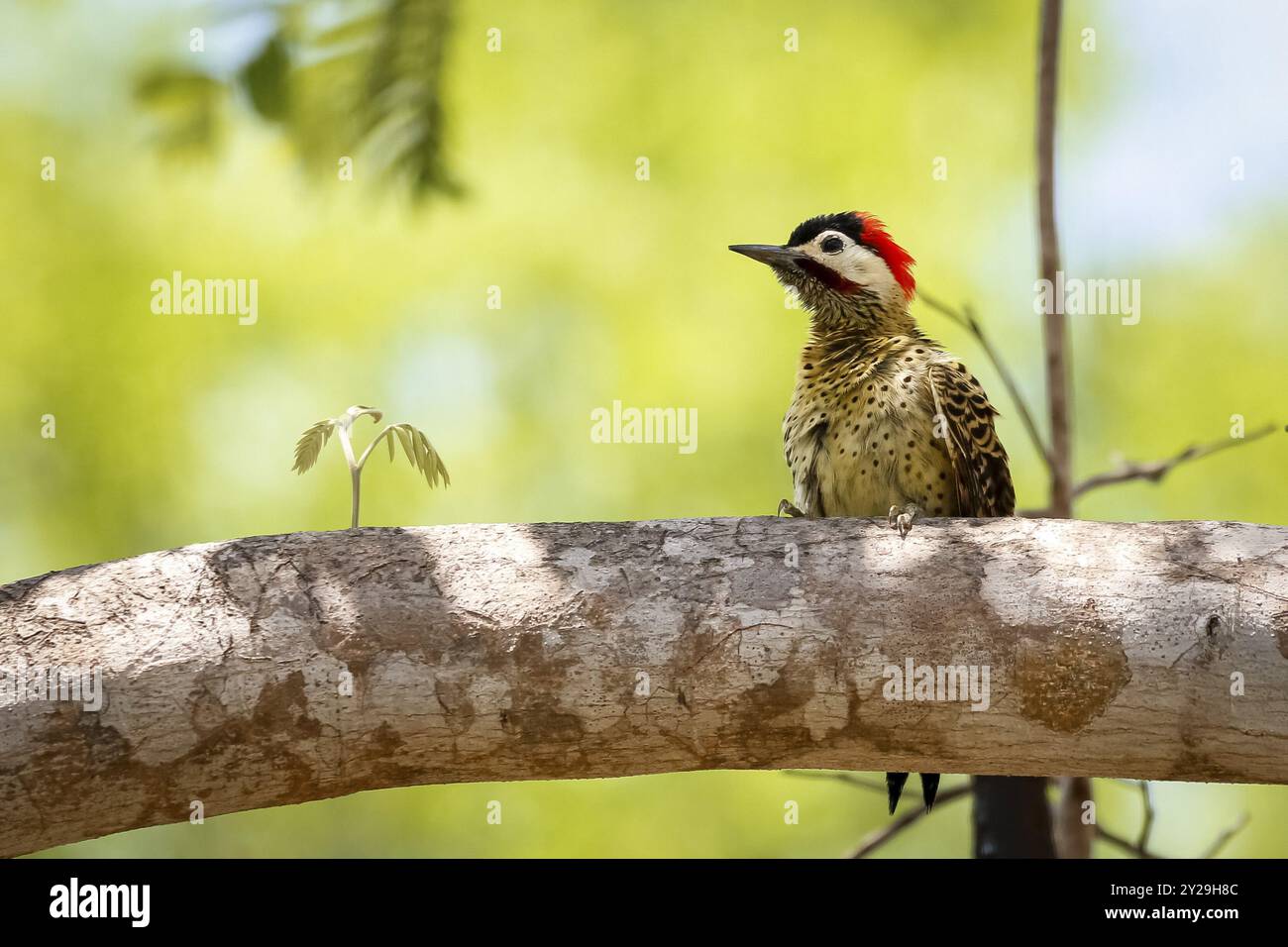 Picchio barrato verde arroccato su un ramo d'albero su sfondo verde sfocato, Pantanal Wetlands, Mato grosso, Brasile, Sud America Foto Stock