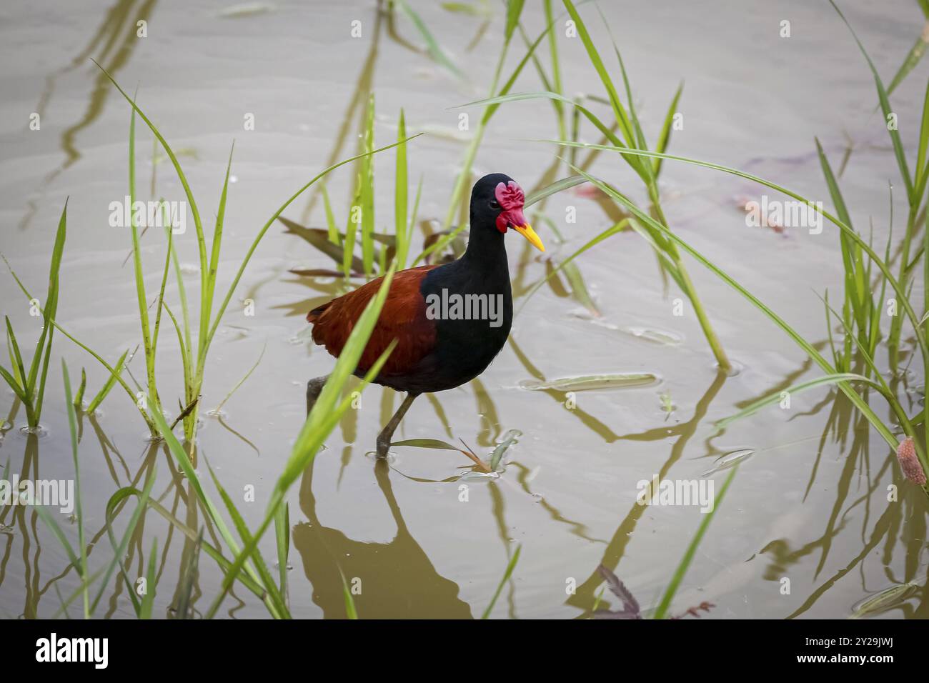 Colorata Jacana Wattled Wading in acque poco profonde, Pantanal Wetlands, Mato grosso, Brasile, Sud America Foto Stock