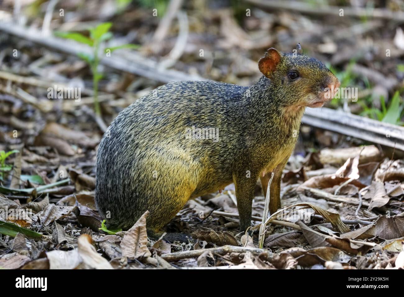 Agouti, piccolo roditore, seduto su un terreno boschivo a Pantanal Wetlands, Mato grosso, Brasile, Sud America Foto Stock