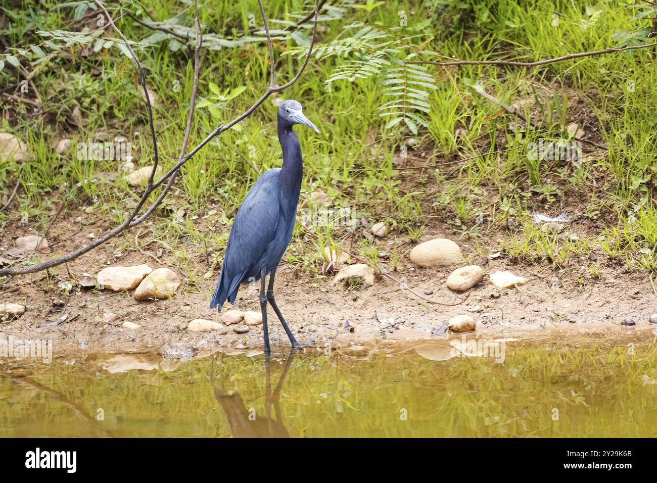 Little Blue Heron sul bordo dell'acqua con riflessi, Pantanal Wetlands, Mato grosso, Brasile, Sud America Foto Stock