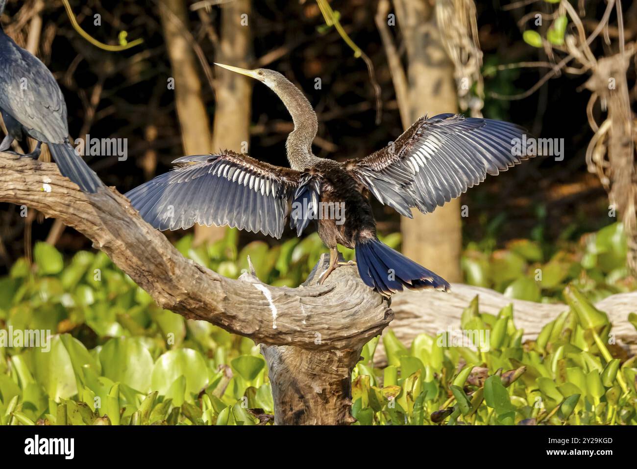 Anhinga meravigliosa asciugando le sue ali al sole su un tronco di albero, Pantanal Wetlands Foto Stock