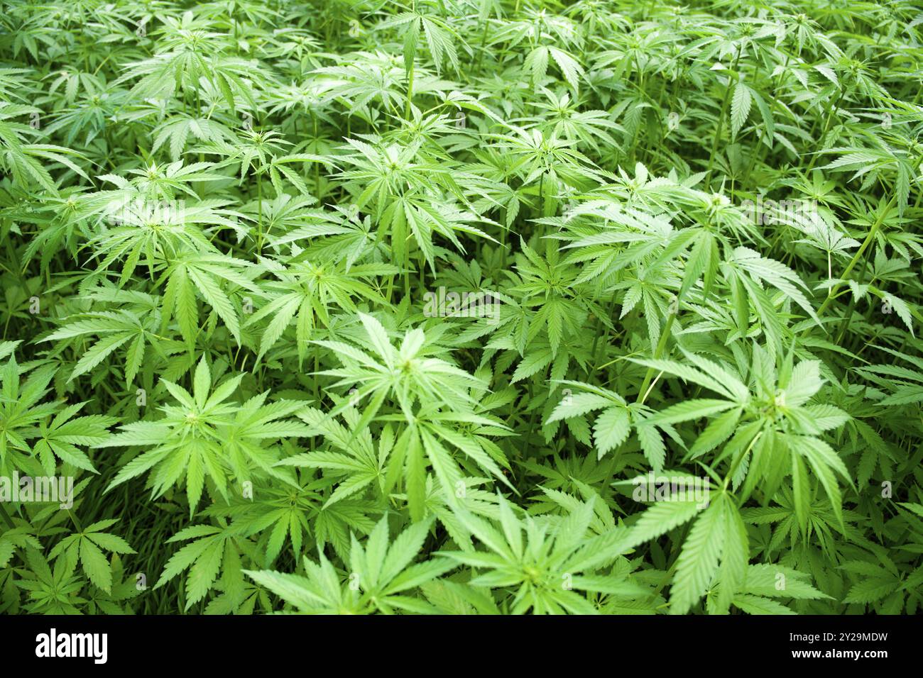 Coltivazione commerciale di piante di canapa Foto Stock