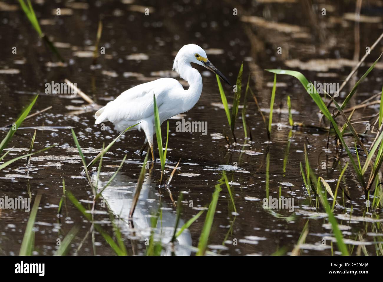 Elegante Great Egret camminando in acque poco profonde, Pantanal Wetlands, Mato grosso, Brasile, Sud America Foto Stock