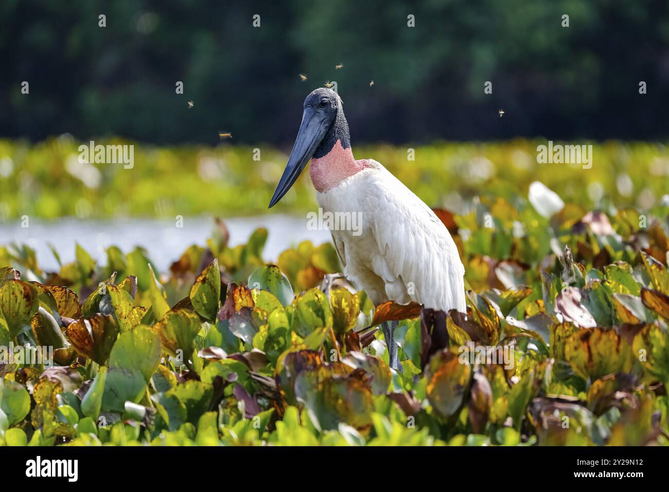 Il primo piano di una cicogna di Jabiru con cavalli vola intorno alla testa, in una laguna con giacinti d'acqua, Pantanal Wetlands, Mato grosso, Brasile, Sud Foto Stock