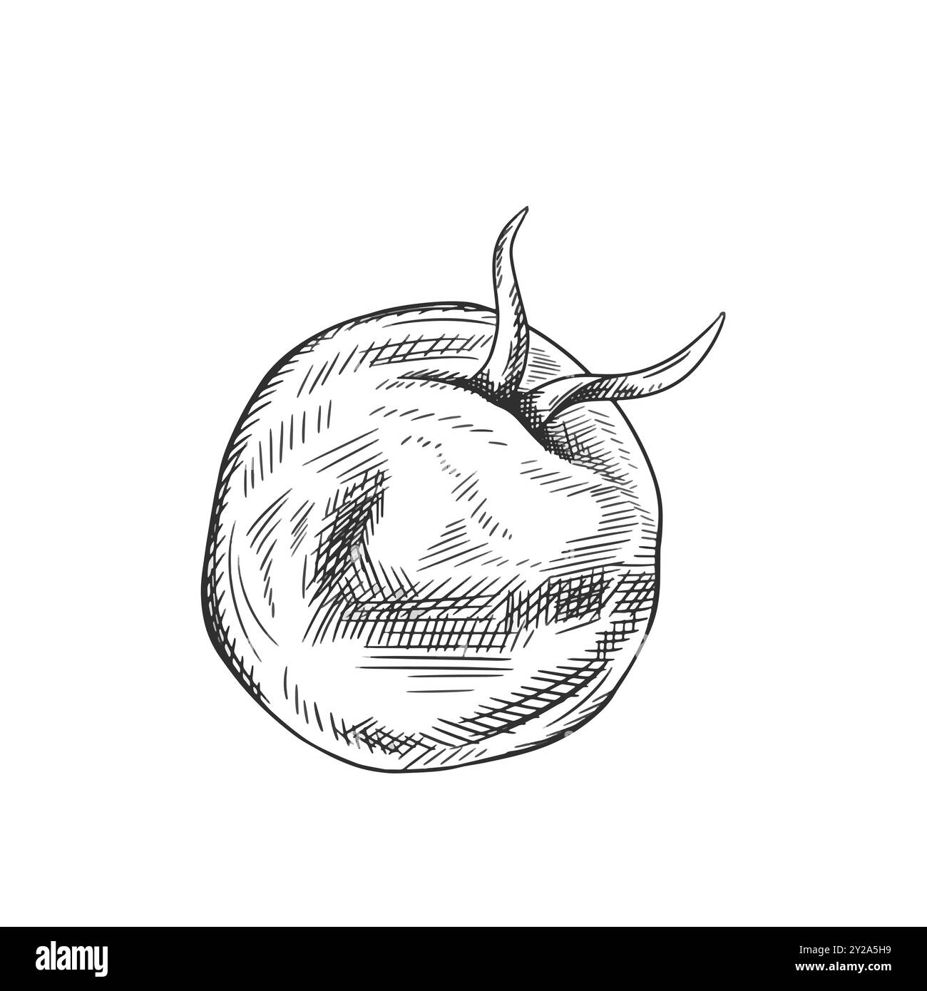 Illustrazione vettoriale di un pomodoro maturo. Verdure fresche biologiche, raccolto sano. Ingredienti per cucinare, prodotti agricoli. Disegnato a mano in stile line art Illustrazione Vettoriale