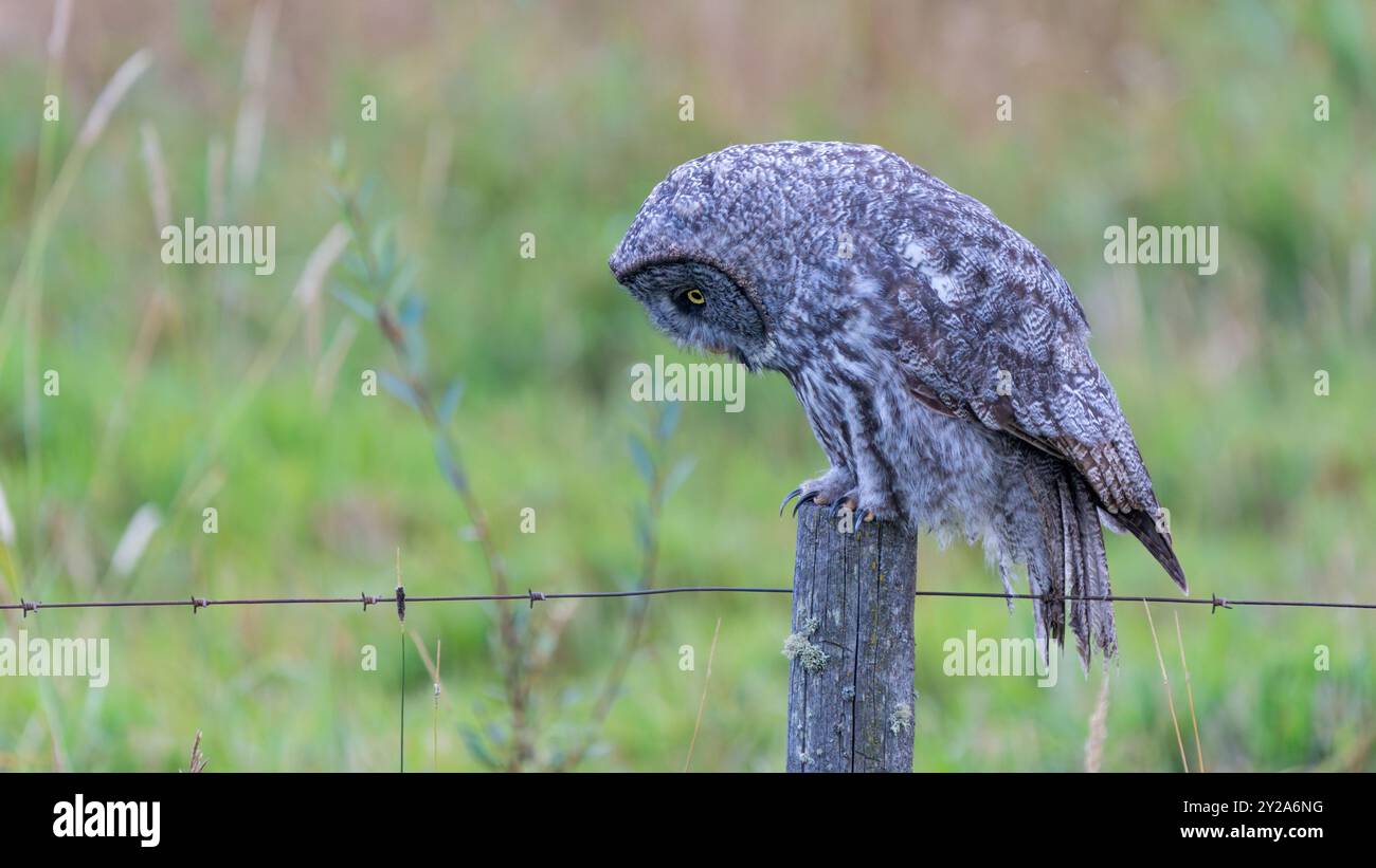 Un grande gufo Grigio si trova su una recinzione ai margini di un campo agricolo alla ricerca di topi e altri roditori da cacciare. Foto Stock