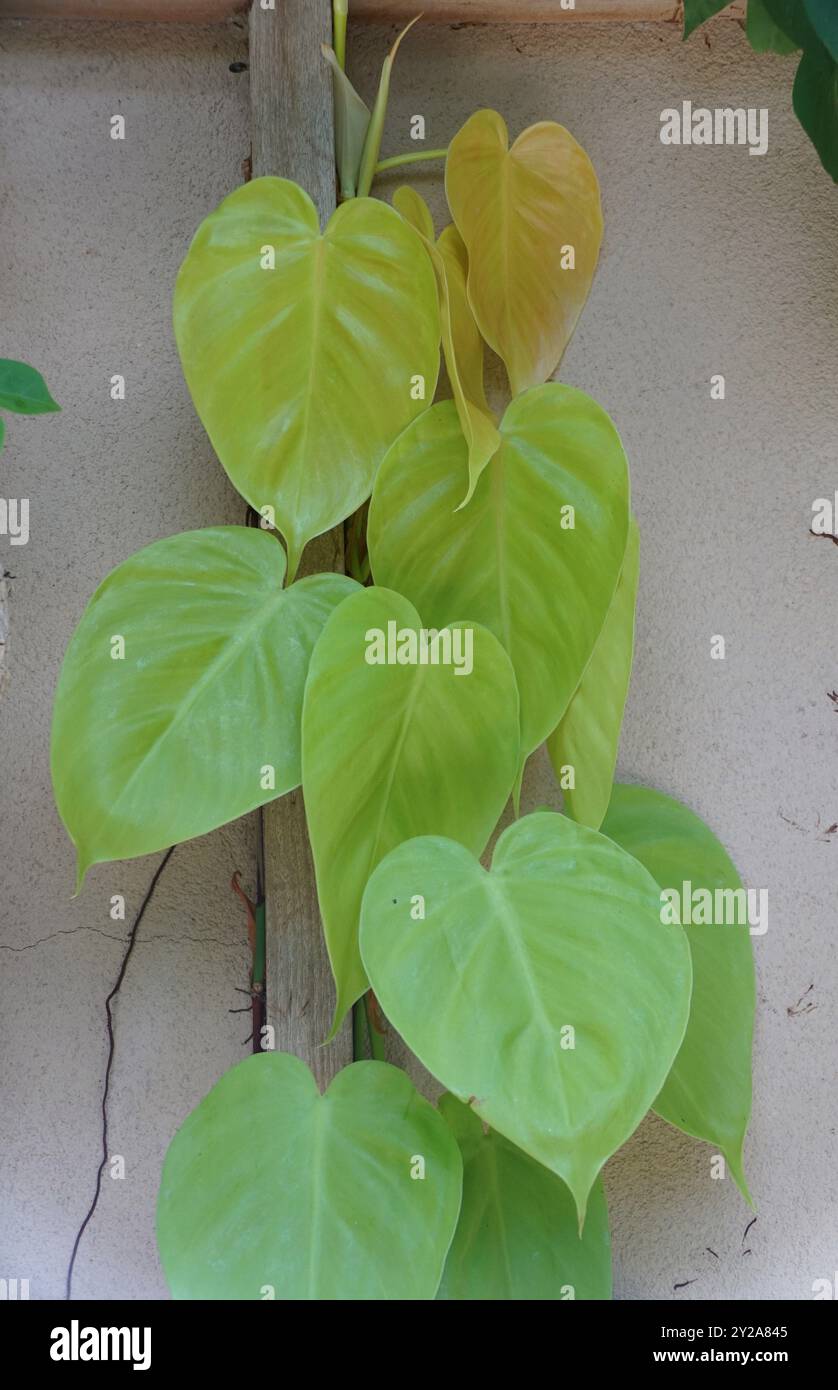 Foglie a forma d'amore di Neon Pothos che si arrampicano sul muro Foto Stock