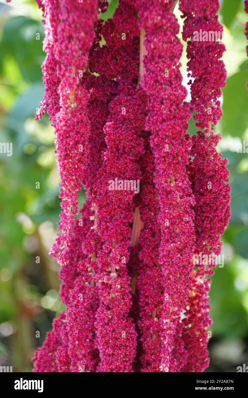 Primo piano dei fiori lunghi e rossi di Amaranthus caudatus, noti anche come Love-Lies-Bleeding Foto Stock