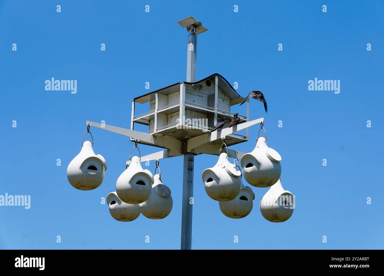 Una grande casa per uccelli bianca con cialde appese costruite per passeri Foto Stock