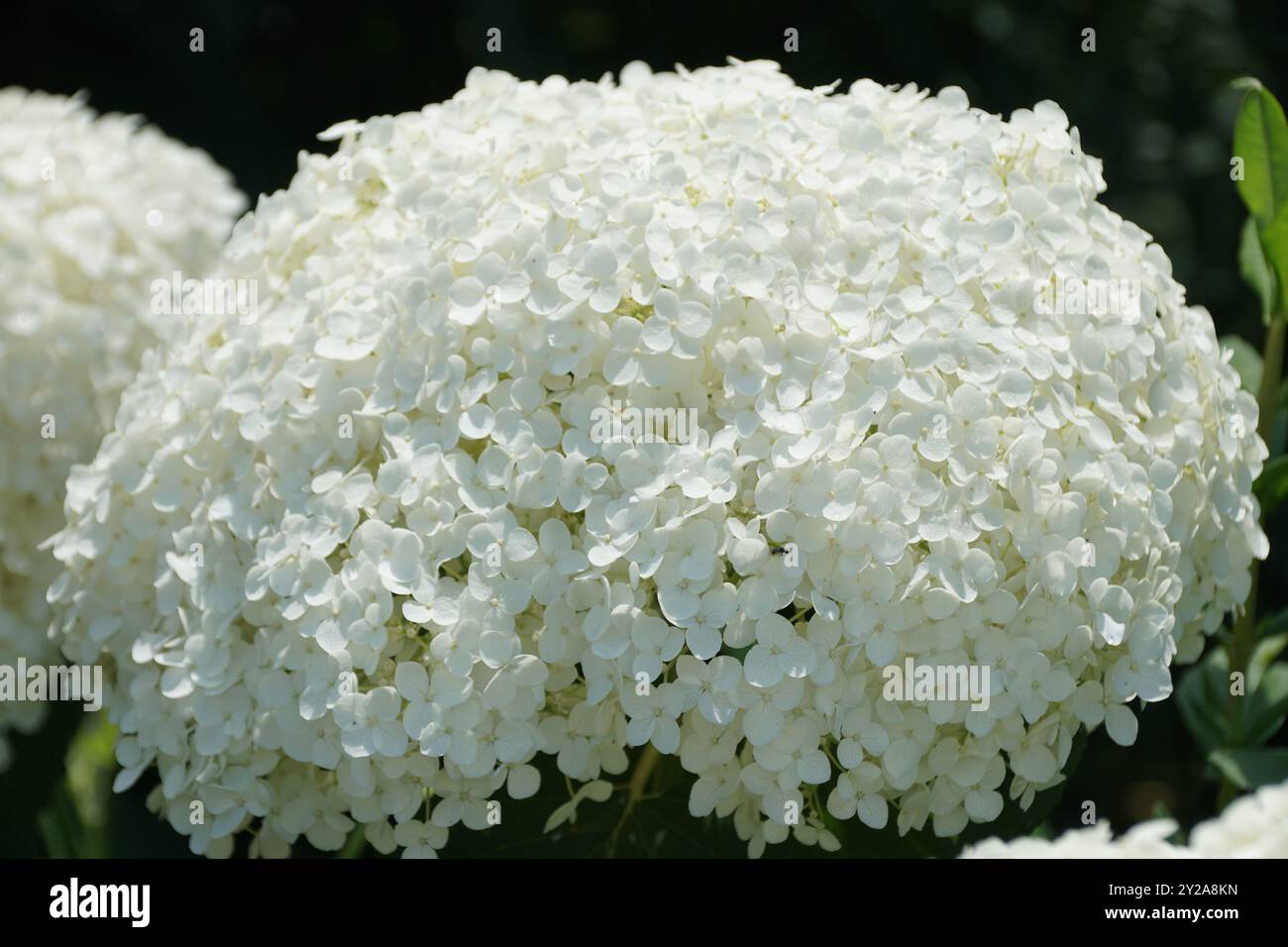 Splendida Hydrangea "Annabelle" bianca e liscia che fiorisce in estate Foto Stock
