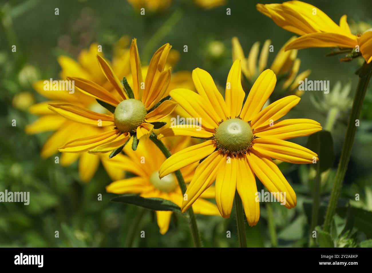 Fiori di colore giallo brillante di Rudbeckia Hirta «Prairie Sun» in piena fioritura Foto Stock