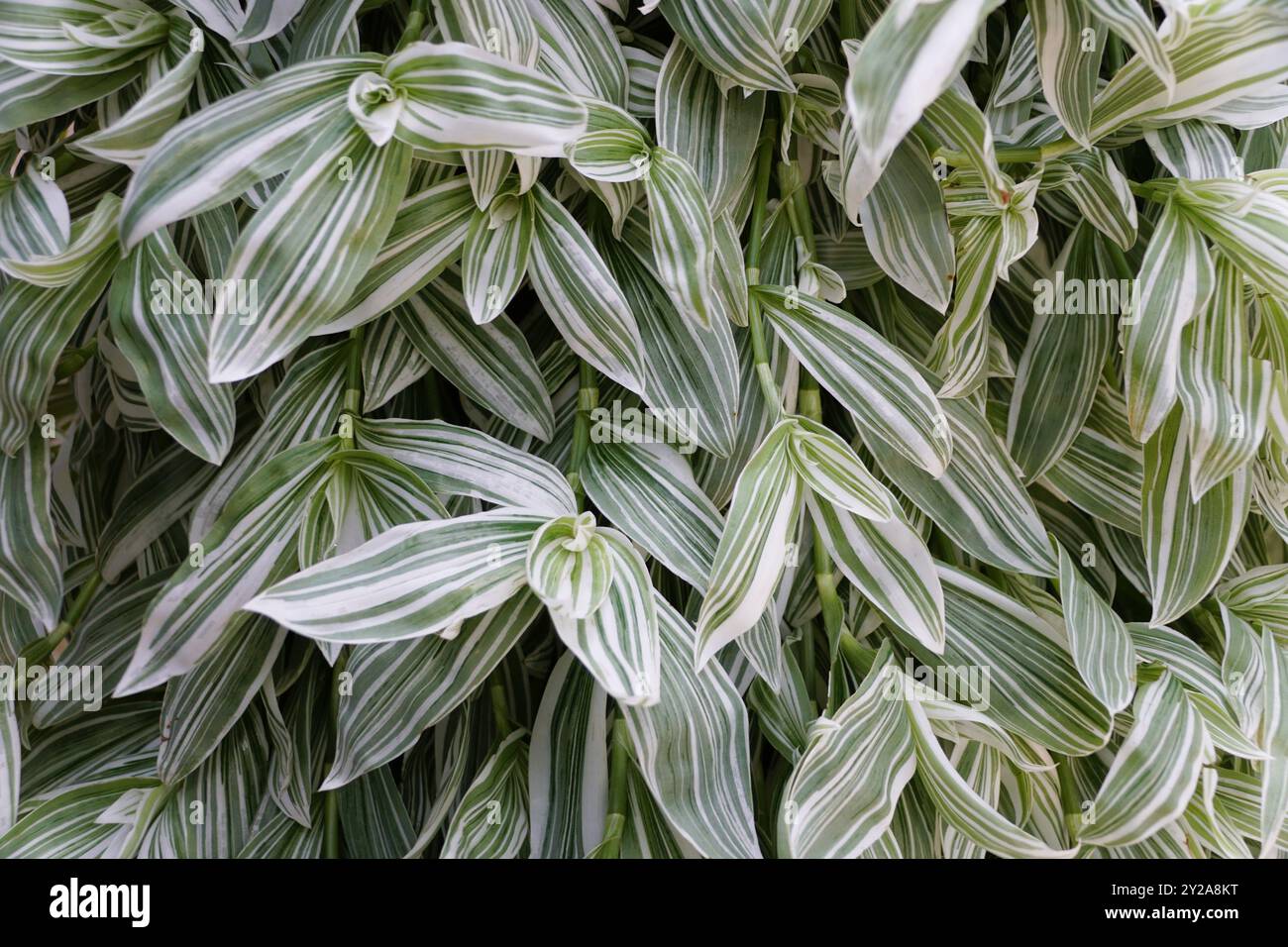 Primo piano delle foglie verdi e bianche di Tradescantia albiflora "Albovittata" Foto Stock