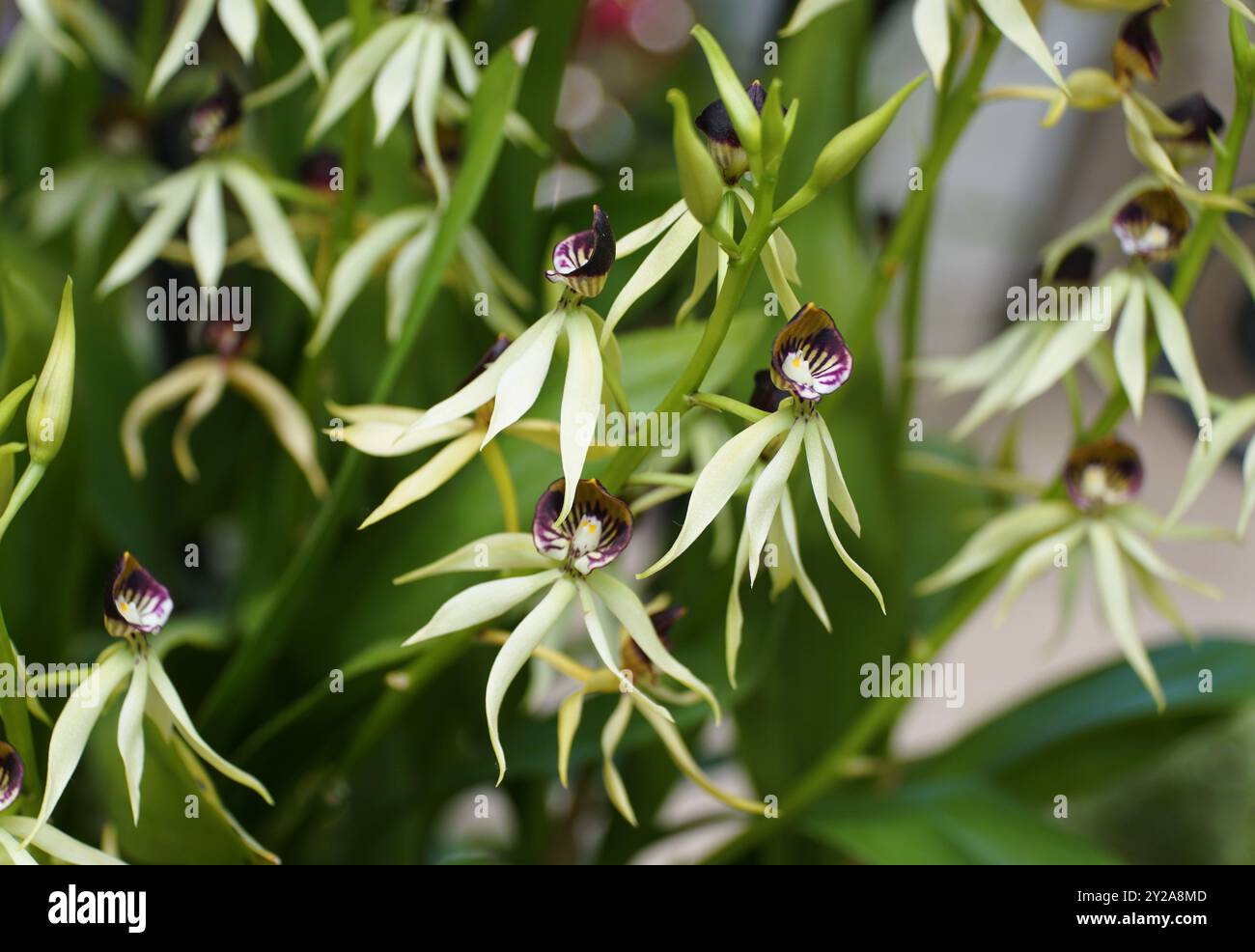 Primo piano delle orchidee Prosthechea Green Hornet di colore giallo chiaro e viola Foto Stock