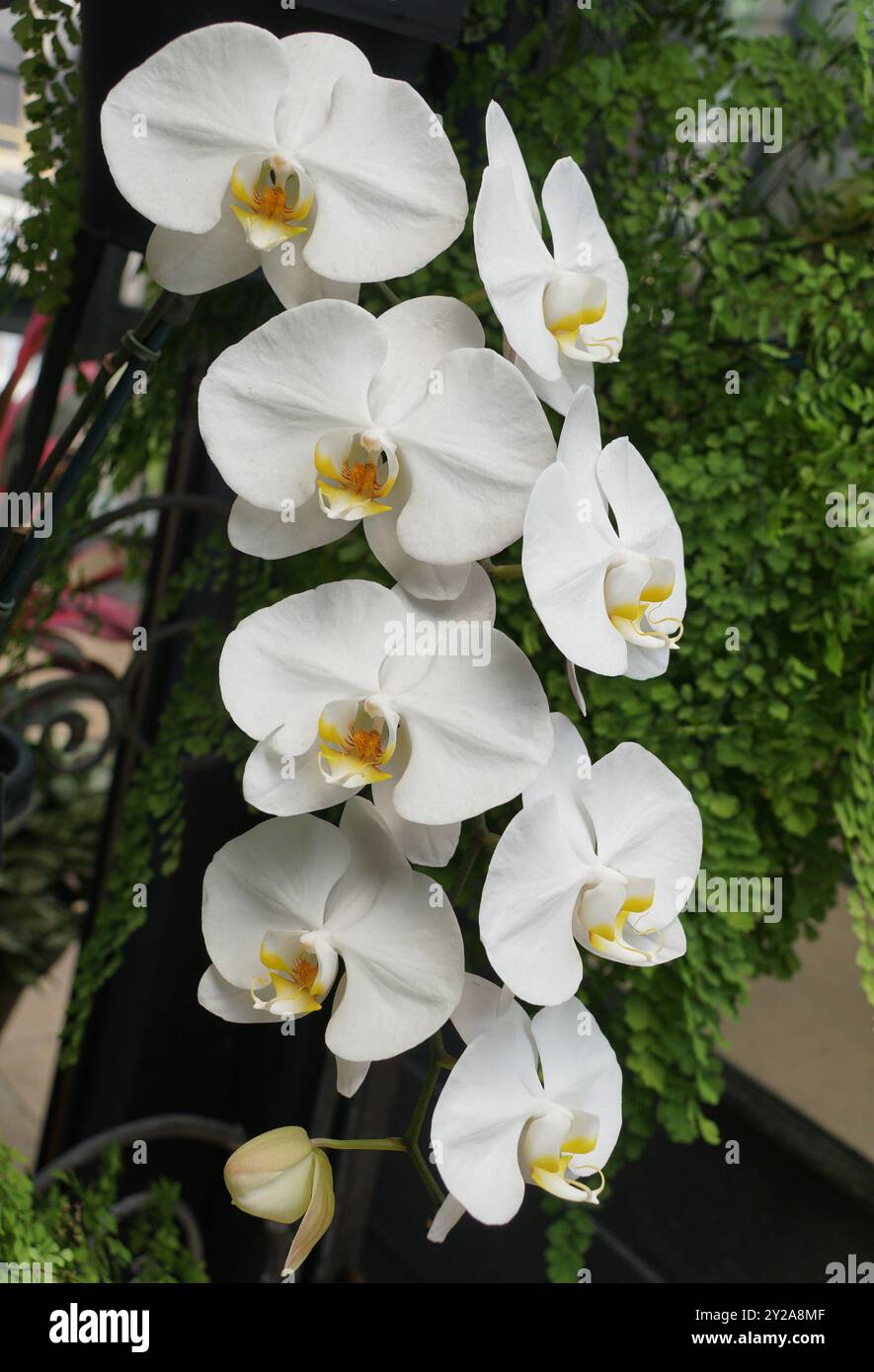 Primo piano delle orchidee bianche di Phalaenopsis Sogo Yukidian V3 Foto Stock