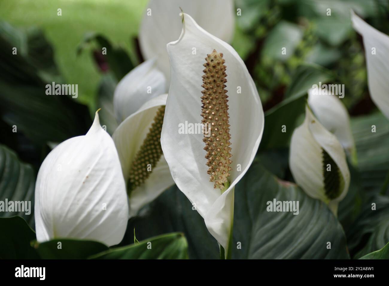 Bellissimo "Cupido di cristallo" di Spathe Flower Spanene bianco in piena fioritura Foto Stock