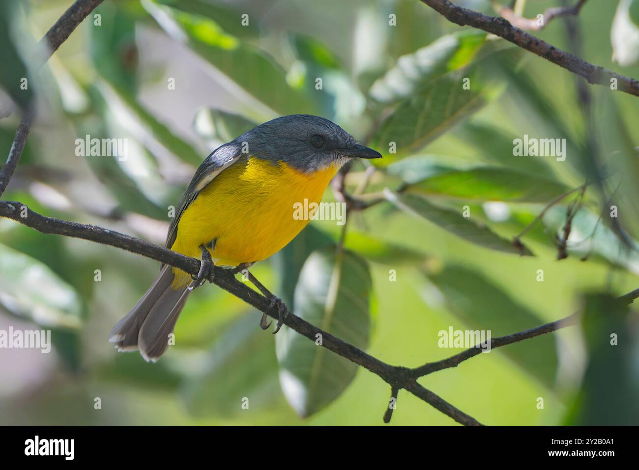 Eastern Yellow Robin (Eopsaltria australis) arroccato su una diramazione, Davies Creek National Park, far North Queensland, Australia Foto Stock