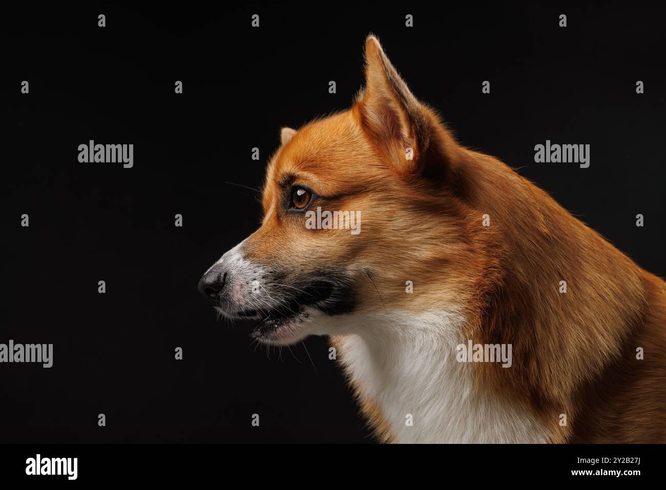 Corgi Pembroke Ritratto gallese. Adorabili e soffici corgi su sfondo nero. Ritratto animale a tasti bassi Foto Stock