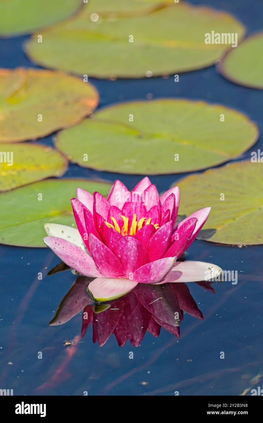 Il primo piano dell'attrazione di nymphaea è una graziosa giglio d'acqua in fiore rosa. Foto Stock