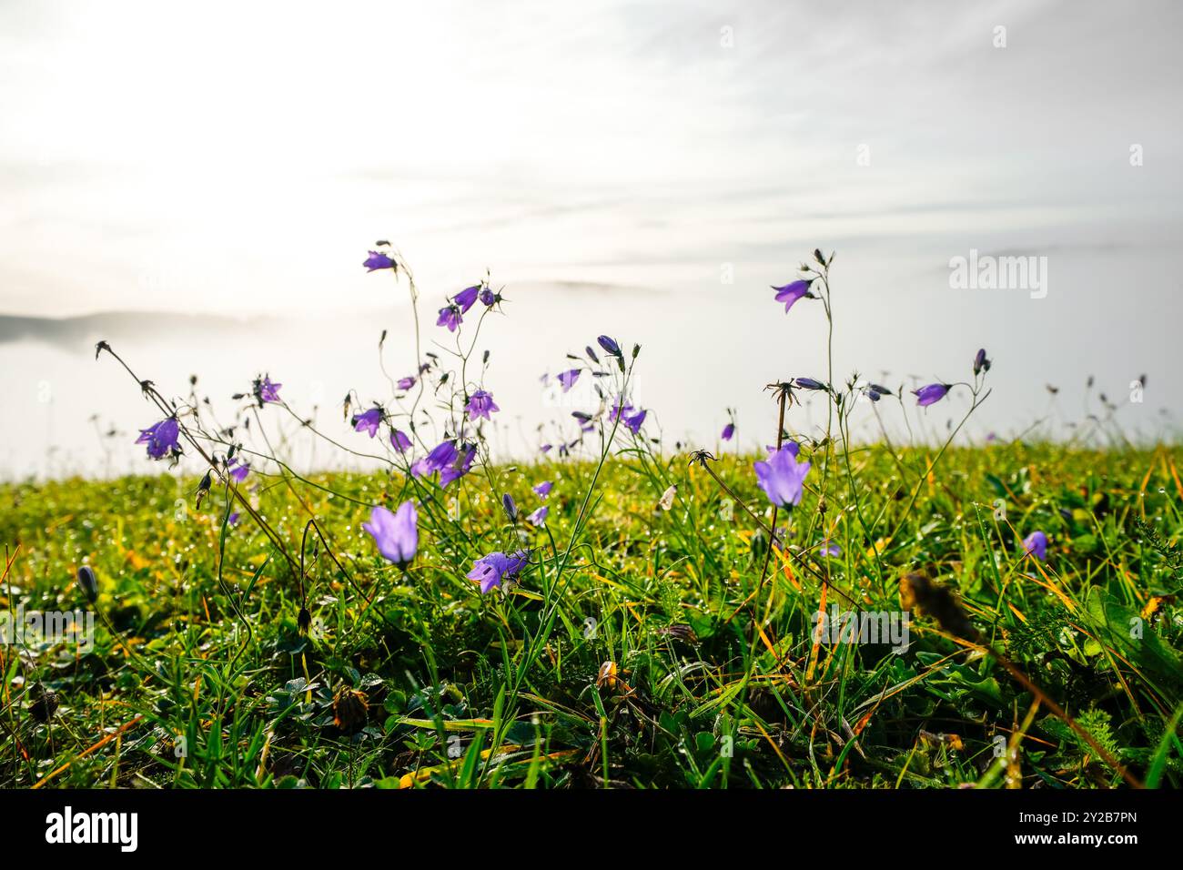Paesaggio con nebbia nella Foresta Nera. Natura al mattino con fiori in primo piano. Foto Stock
