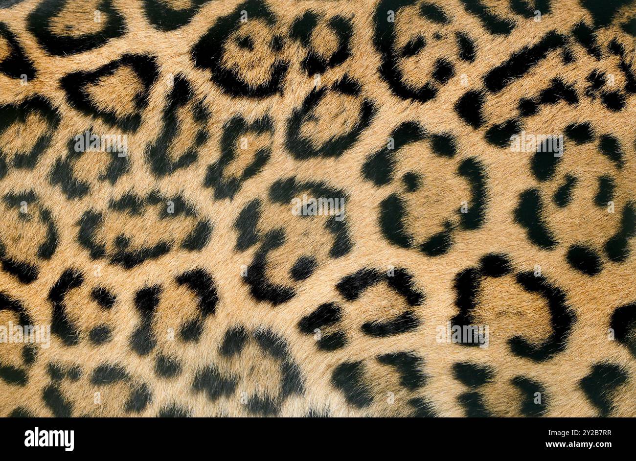 Primo piano della pelle leopardata. Pelliccia macchiata nera marrone. Sfondo. Foto Stock