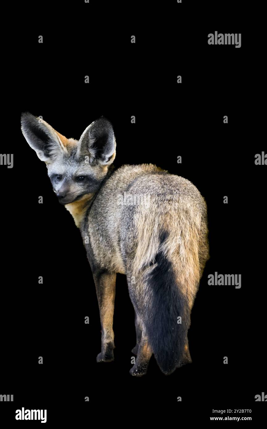 Ritratto di una volpe dalle orecchie di pipistrello su sfondo nero. Otocyon megalotis. Foto Stock