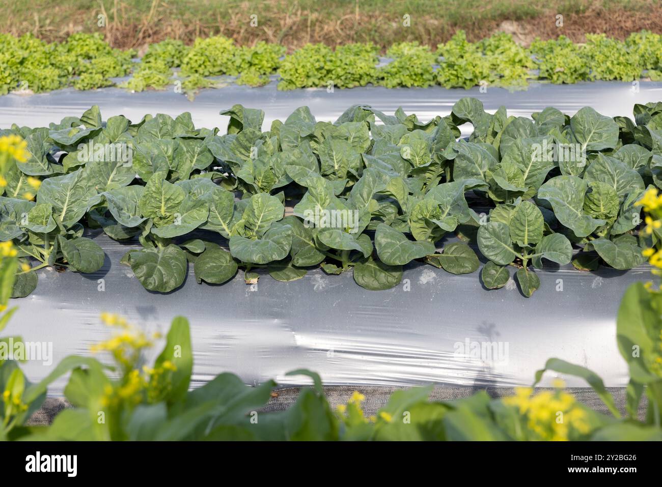 Gli agricoltori utilizzano pellicole di plastica per il controllo delle erbacce nell'orto. Foto Stock