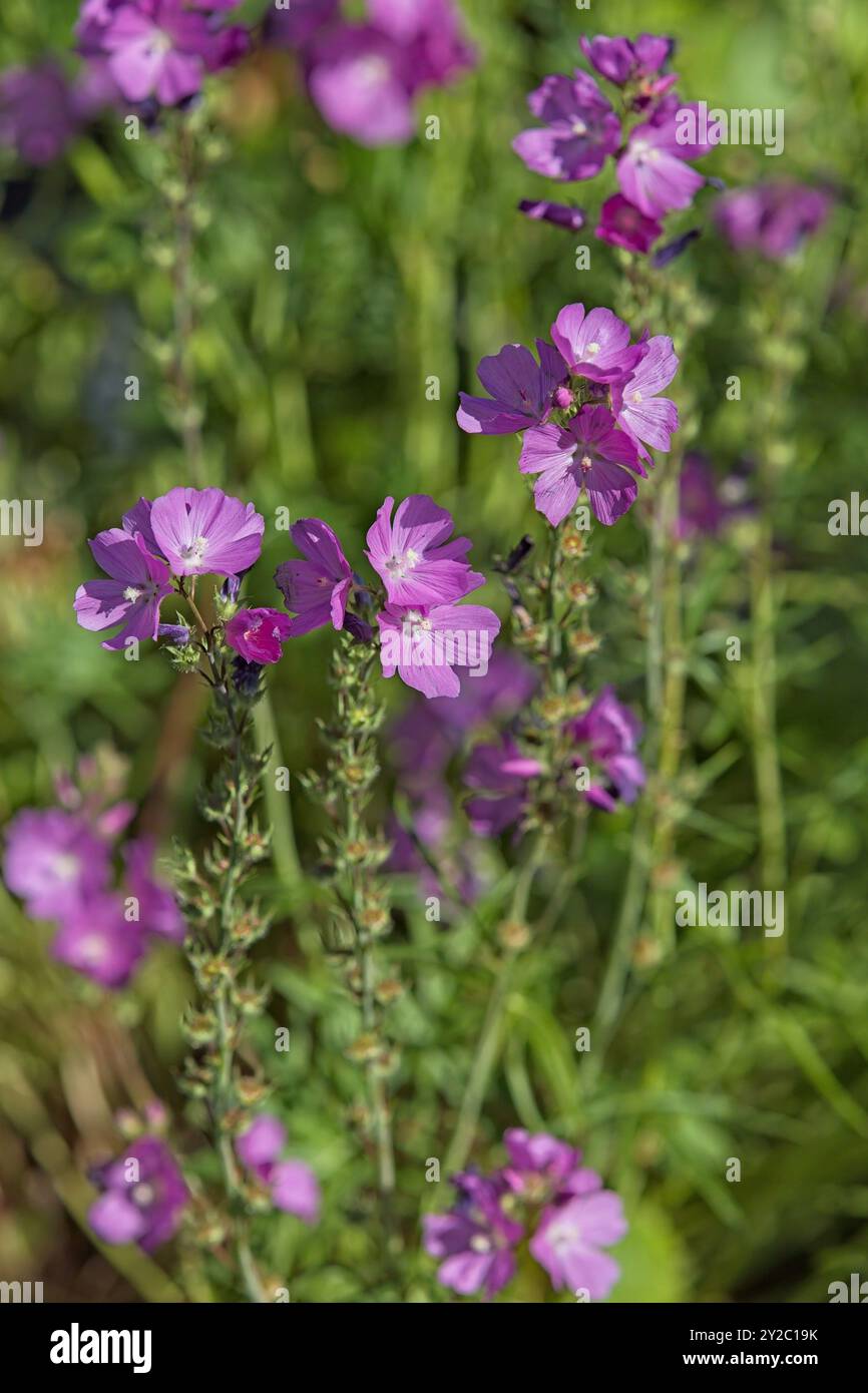 Closeup of sidalcea neomexicana noto anche con i nomi comuni di scacchi primaverili di sale, dama di roccia-mallow e dama del New Mexico. Foto Stock