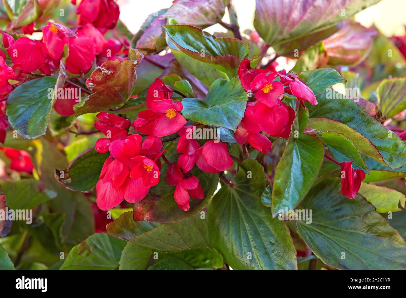 Closeup of begonia semperflorens alson noto come Wax begonia è probabilmente la begonia più coltivata al mondo. Foto Stock