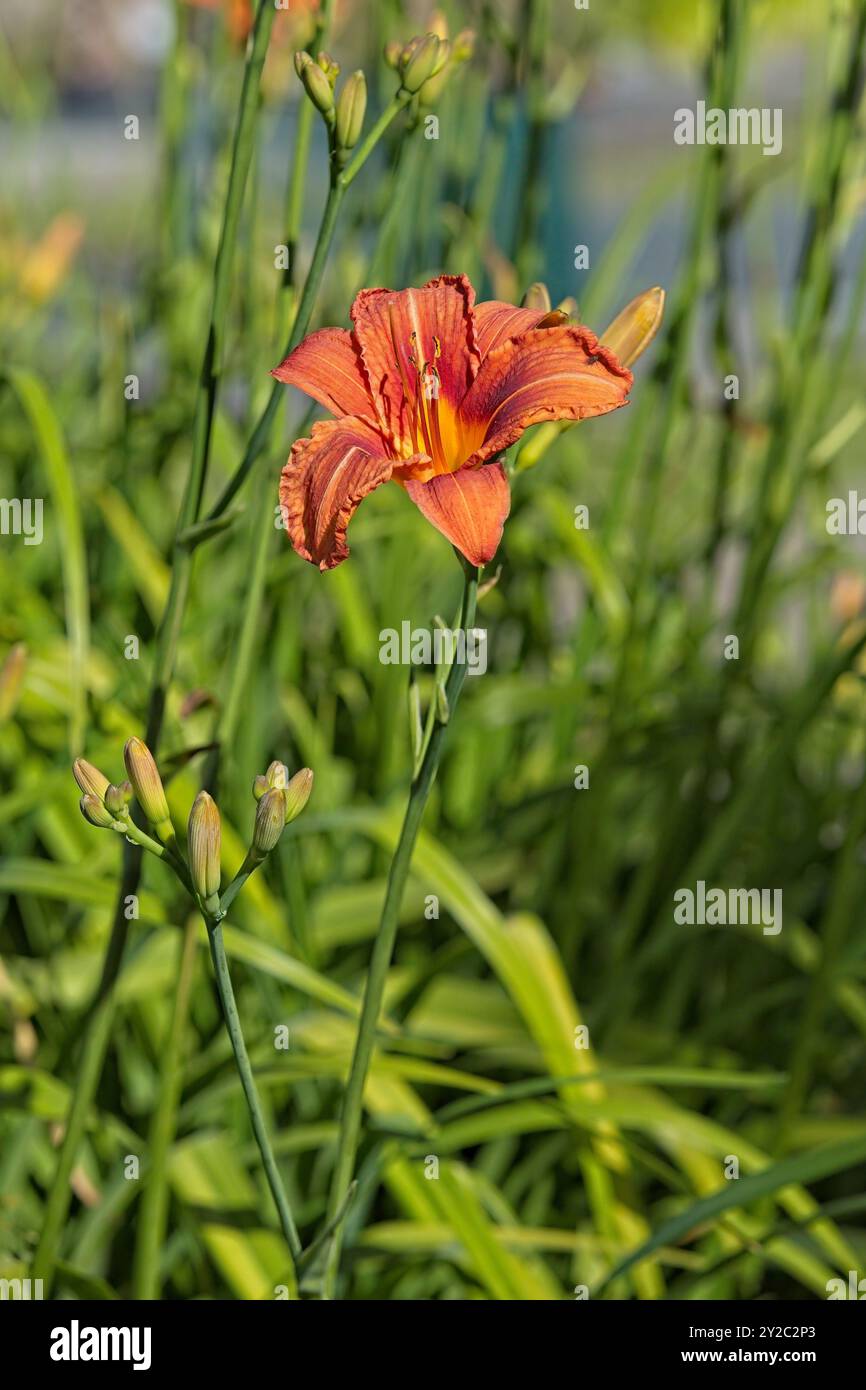 Primo piano di hemerocallis fulva , il giglio arancione, il giglio tenue, il giglio di mais, il giglio tigre, fulvous daylily, fosso giglio o 4 luglio giglio. Foto Stock