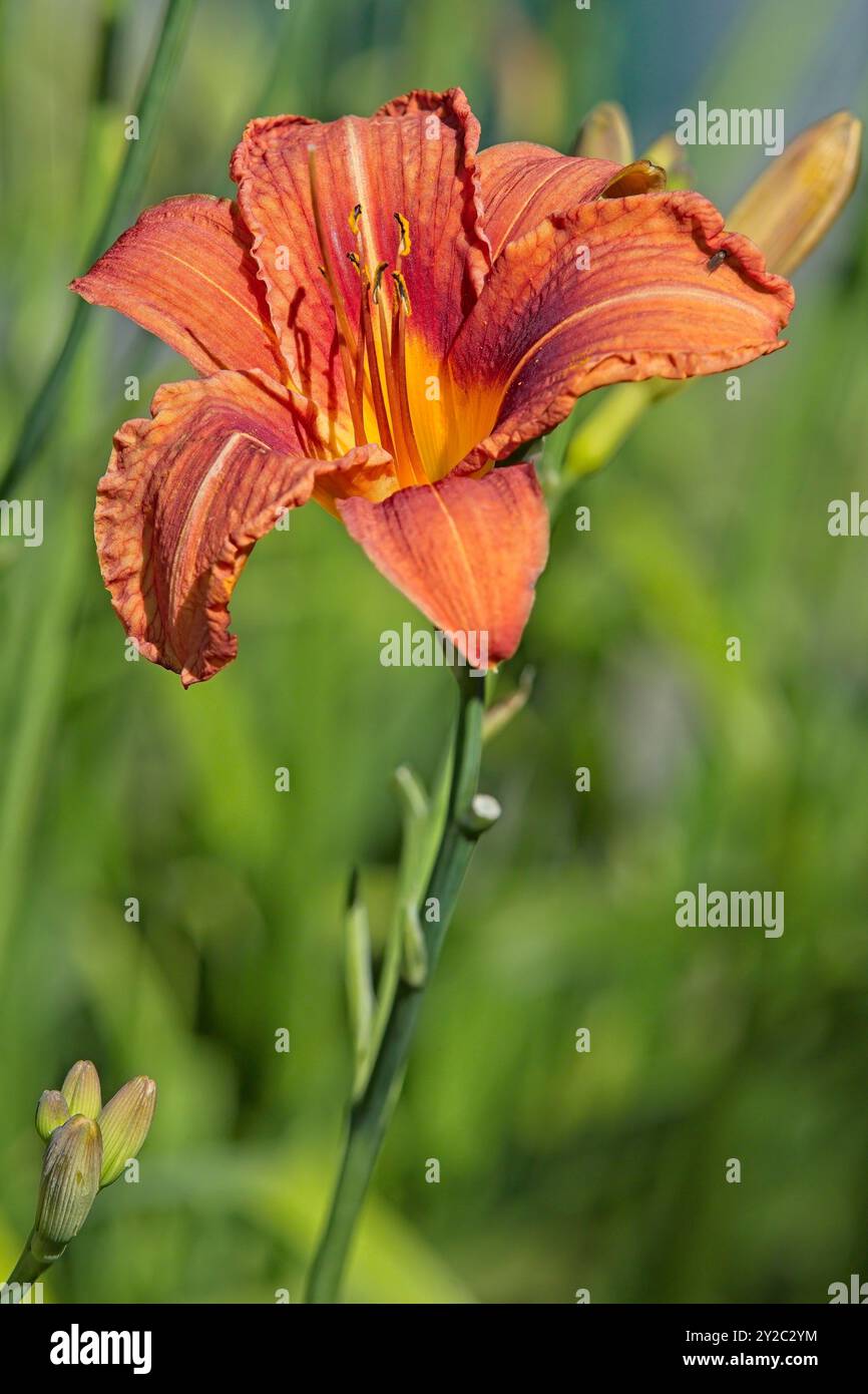 Primo piano di hemerocallis fulva , il giglio arancione, il giglio tenue, il giglio di mais, il giglio tigre, fulvous daylily, fosso giglio o 4 luglio giglio. Foto Stock
