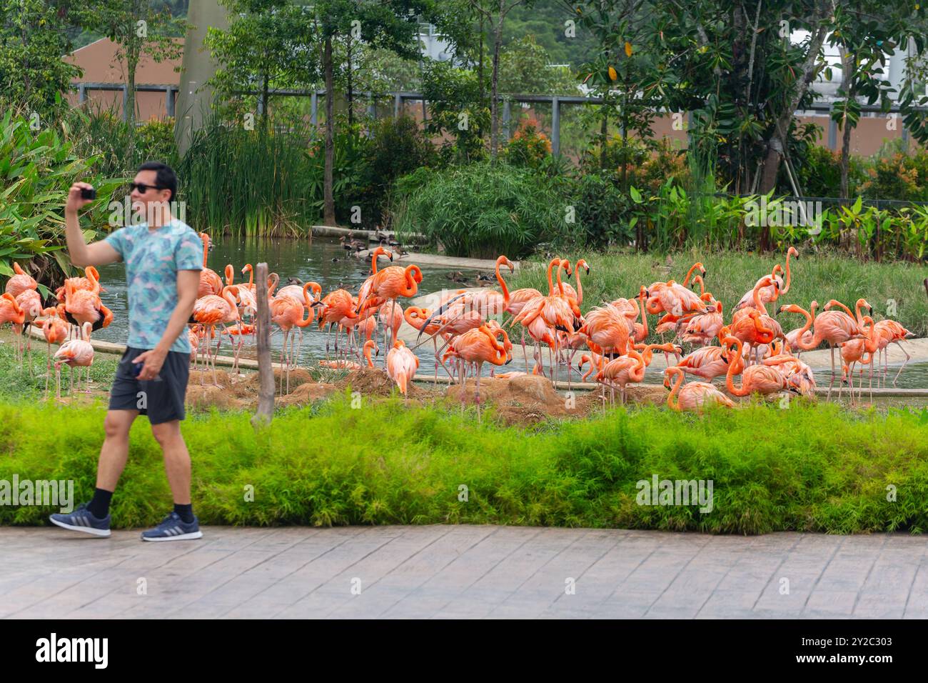 Un visitatore è impegnato a filmare con una piccola macchina fotografica mentre lo sfondo è l'habitat del fenicottero americano. Bird Paradise, Singapore. Foto Stock