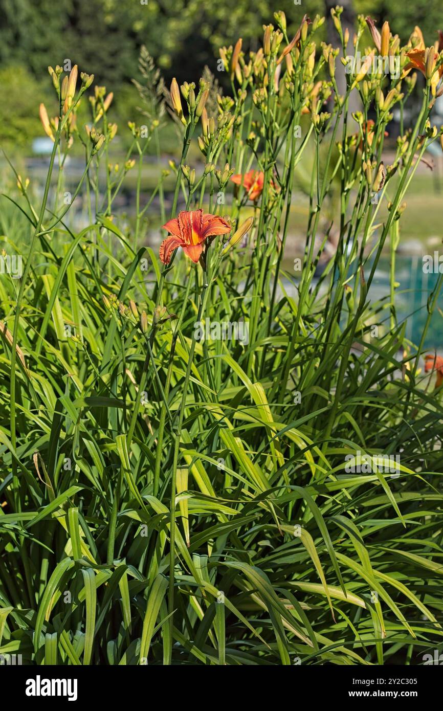 Primo piano di hemerocallis fulva , il giglio arancione, il giglio tenue, il giglio di mais, il giglio tigre, fulvous daylily, fosso giglio o 4 luglio giglio. Foto Stock
