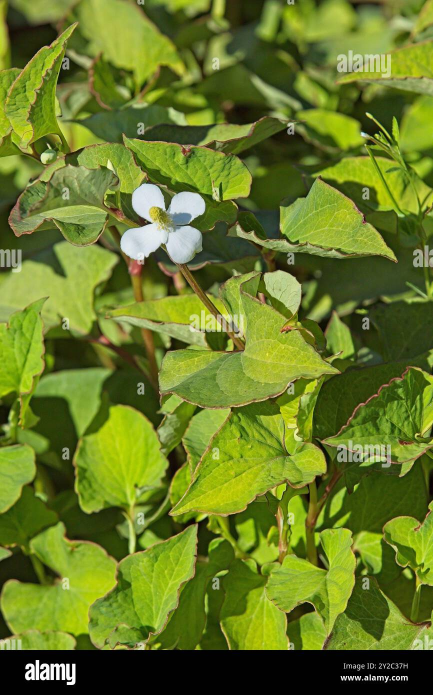 Primo piano di houttuynia cordata, nota anche come menta di pesce, foglia di pesce, pianta arcobaleno, pianta camaleontica, foglia di cuore, mosto di pesce o coda di lucertola cinese. Foto Stock