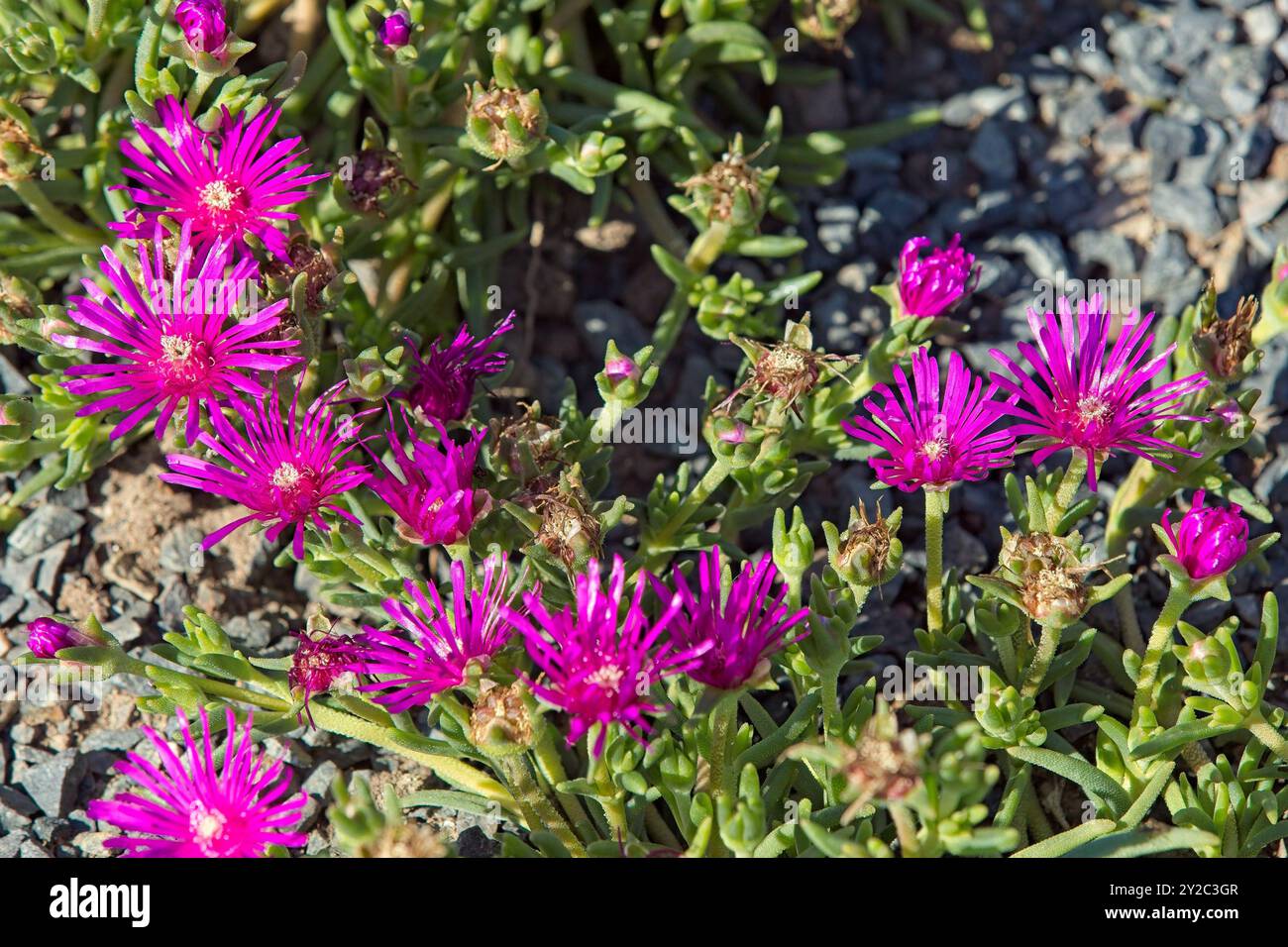 Il primo piano del delosperma cooperi, la ghiacciaia trainante, la ghiacciaia resistente o tappeto rosa, è una pianta perenne nana. Foto Stock