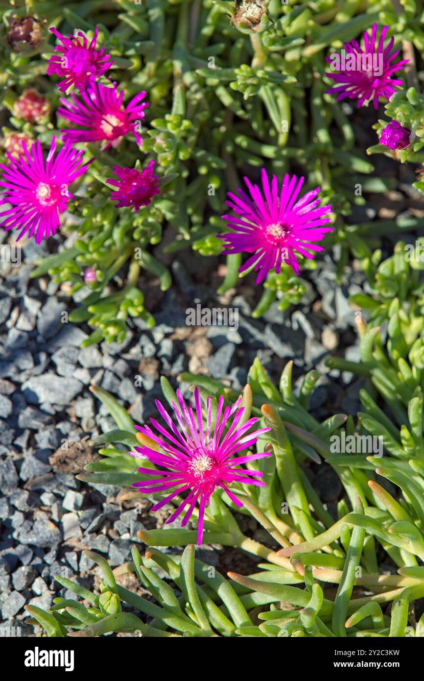 Il primo piano del delosperma cooperi, la ghiacciaia trainante, la ghiacciaia resistente o tappeto rosa, è una pianta perenne nana. Foto Stock