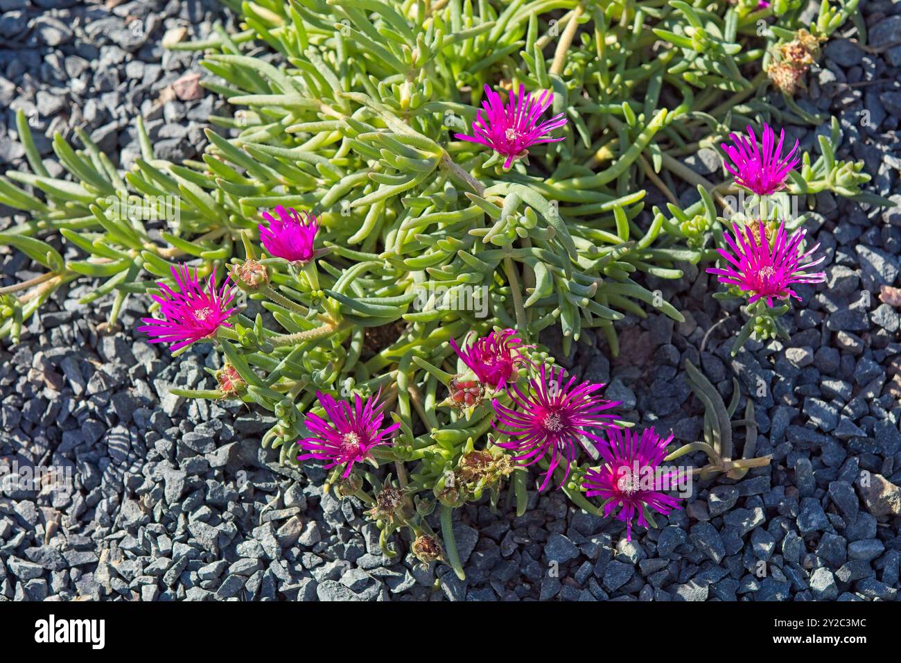 Il primo piano del delosperma cooperi, la ghiacciaia trainante, la ghiacciaia resistente o tappeto rosa, è una pianta perenne nana. Foto Stock