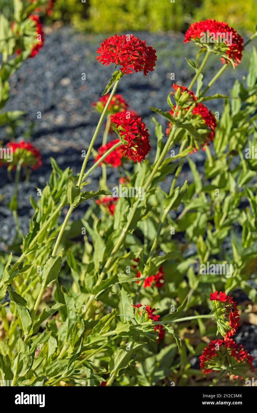 Primo piano di Silene chalcedonica, noto anche come croce maltese, lacrime di Cristo, Croce di Gerusalemme e Fiore di Costantinopoli. Foto Stock